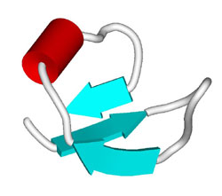 Рибосомный белок L9 (с) изображение www.rcsb.org