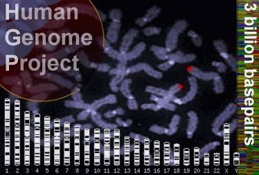 Проект Геном человека (Human Genome Project)