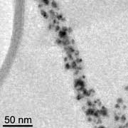 Вирус табачной мозаики, оснащённый платиновыми наночастицами (с) фото Yang Yang/UCLA