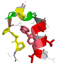 Модель пептиду Fs (a-helical Fs Peptide) (с) зображення www.thep.lu.se