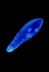 Бактерия Wolbachia (изображение с сайта www.bibliopolis.org)